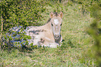 liegendes Konik Fohlen