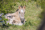 liegendes Konik Fohlen