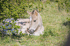 liegendes Konik Fohlen