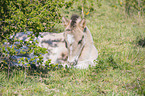 liegendes Konik Fohlen