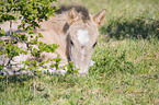 liegendes Konik Fohlen