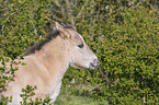 Konik Fohlen Portrait