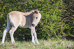 stehendes Konik Fohlen