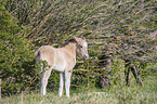 stehendes Konik Fohlen