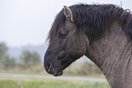 Konik