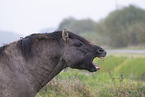 Konik