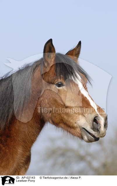 Lewitzer Pony / AP-02143