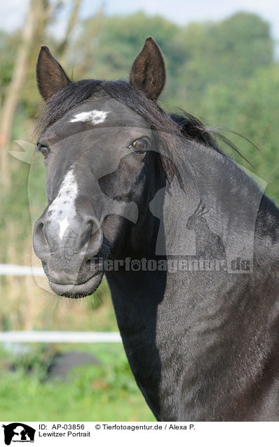 Lewitzer Portrait / horse portrait / AP-03856