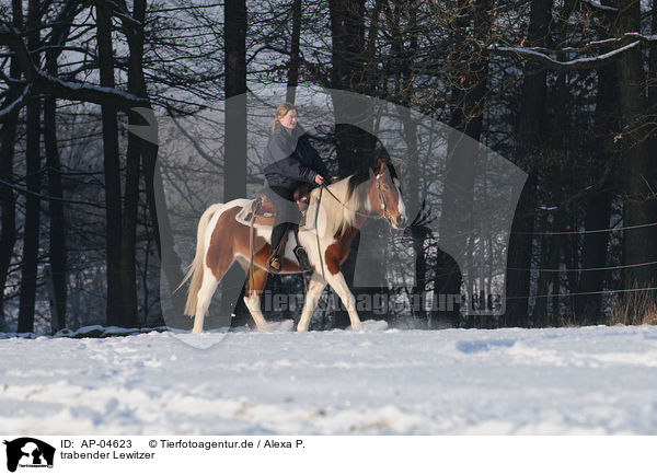 trabender Lewitzer / trotting horse / AP-04623