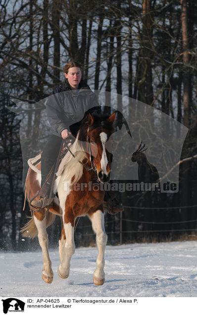 rennender Lewitzer / running horse / AP-04625
