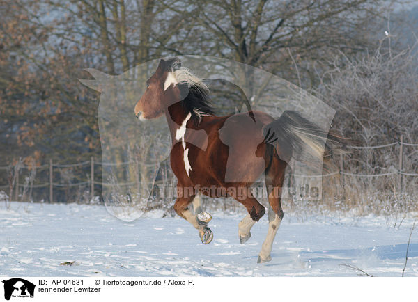 rennender Lewitzer / running horse / AP-04631