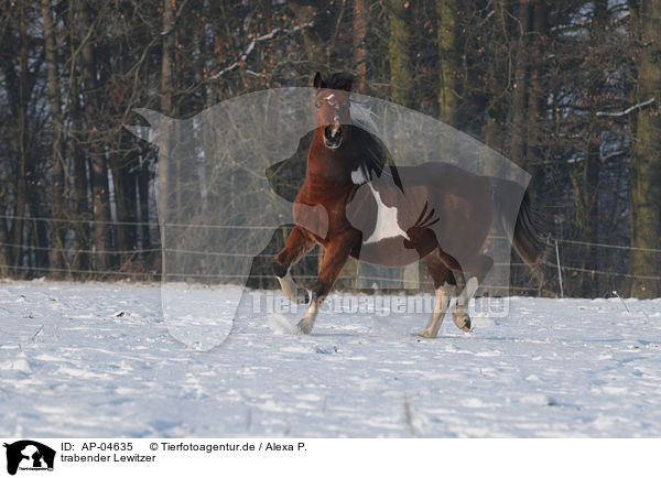 trabender Lewitzer / trotting horse / AP-04635