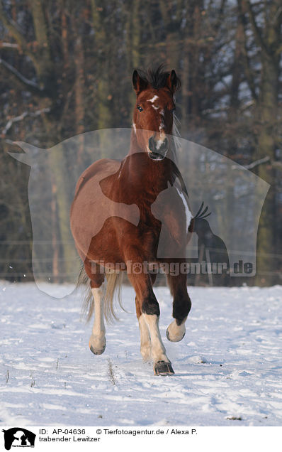 trabender Lewitzer / trotting horse / AP-04636