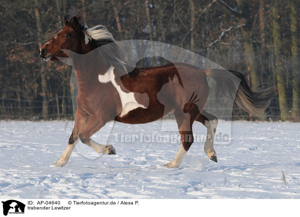 trabender Lewitzer / trotting horse / AP-04640