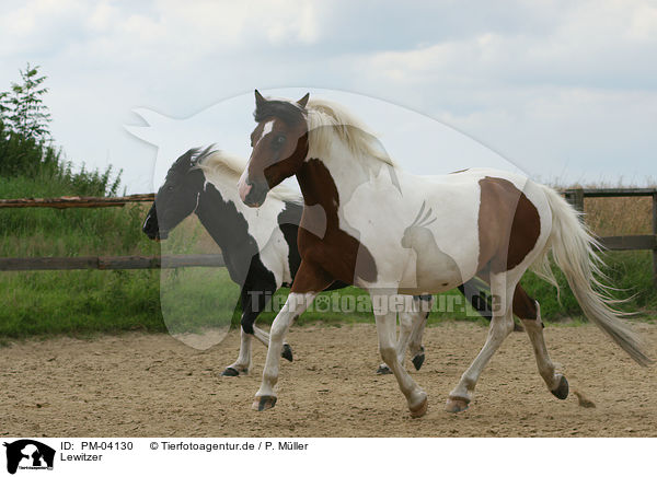 Lewitzer / lewitzer horses / PM-04130