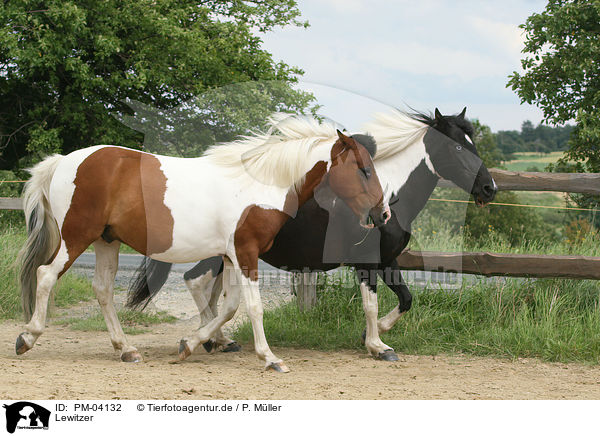 Lewitzer / lewitzer horses / PM-04132