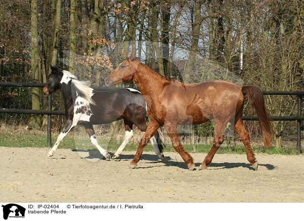 trabende Pferde / IP-02404