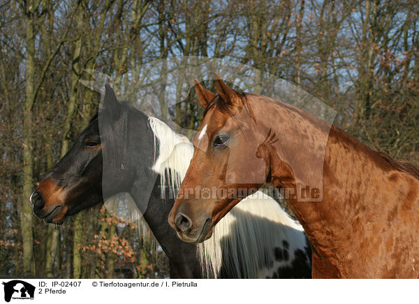 2 Pferde / 2 horses / IP-02407