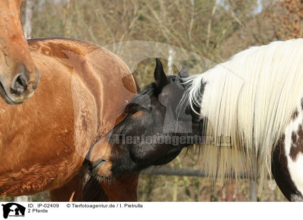2 Pferde / 2 horses / IP-02409