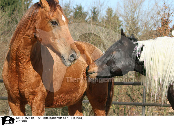 2 Pferde / 2 horses / IP-02410