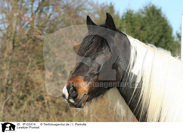 Lewitzer Portrait / IP-02414