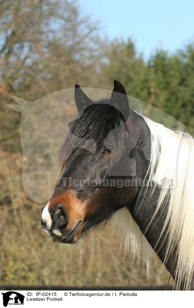 Lewitzer Portrait / IP-02415