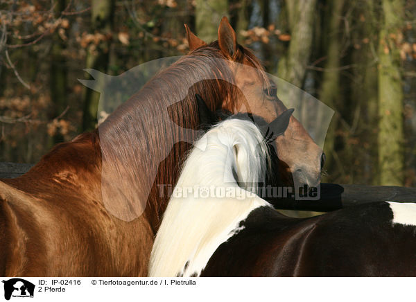 2 Pferde / 2 horses / IP-02416