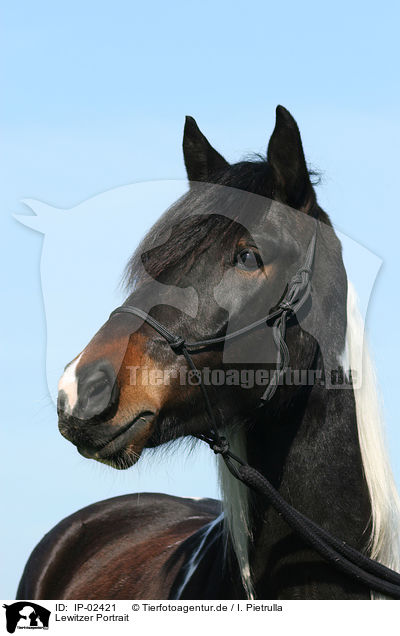 Lewitzer Portrait / IP-02421