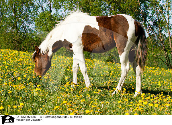 fressender Lewitzer / eating Lewitzer / KMI-02726