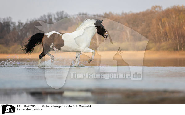 trabender Lewitzer / trotting Lewitzer / UM-02050