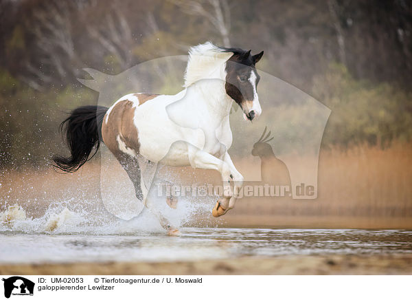 galoppierender Lewitzer / galloping Lewitzer / UM-02053