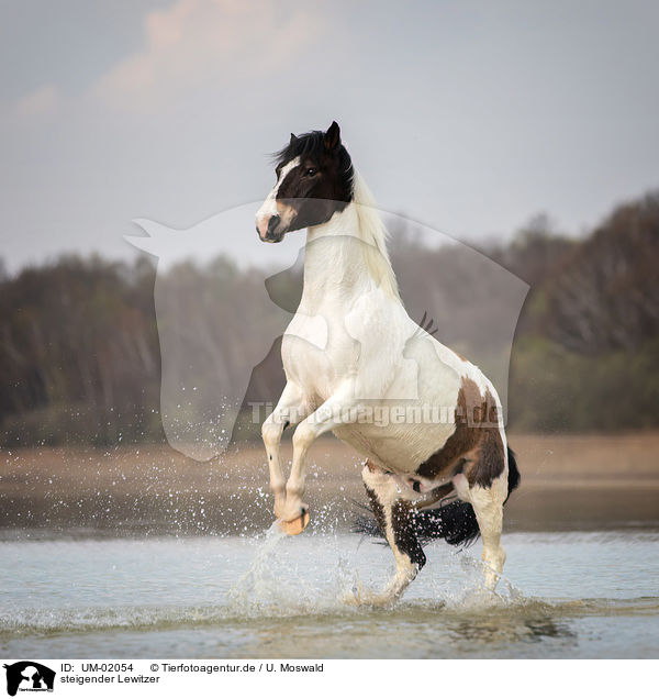 steigender Lewitzer / rising Lewitzer / UM-02054