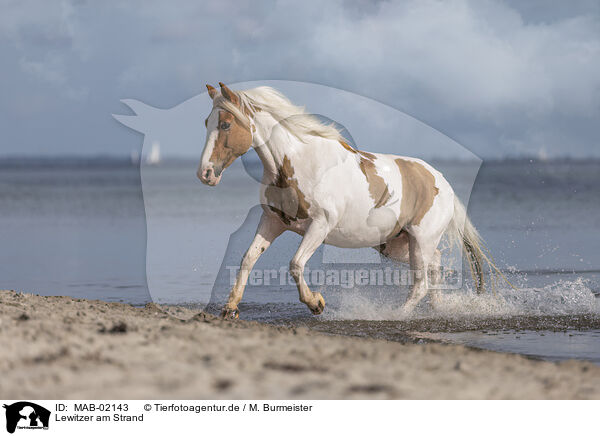 Lewitzer am Strand / Lewitzer at the beach / MAB-02143