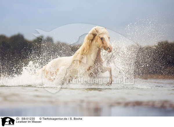 Lewitzer im Wasser / SB-01230