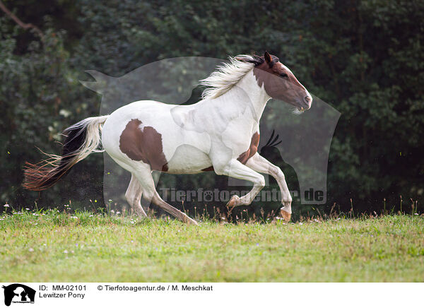 Lewitzer Pony / Lewitzer Pony / MM-02101
