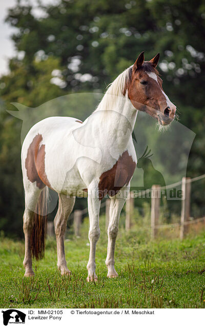 Lewitzer Pony / MM-02105