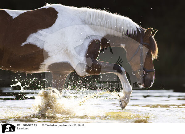 Lewitzer / Lewitzer / BK-02119