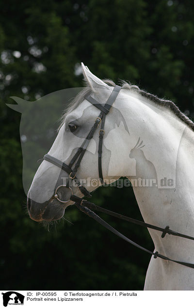Portrait eines Lipizzaners / white horse / IP-00595