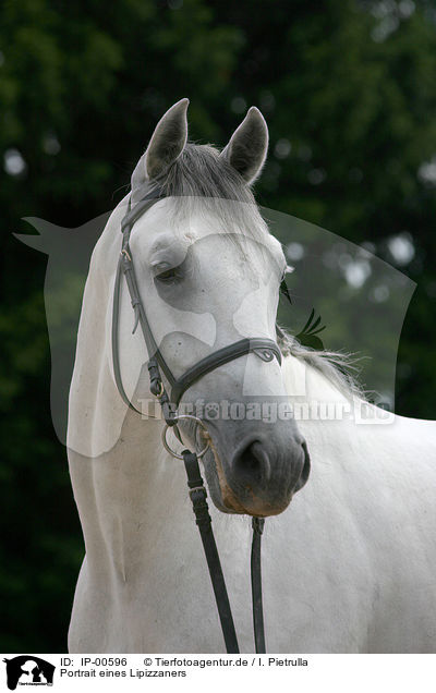 Portrait eines Lipizzaners / IP-00596