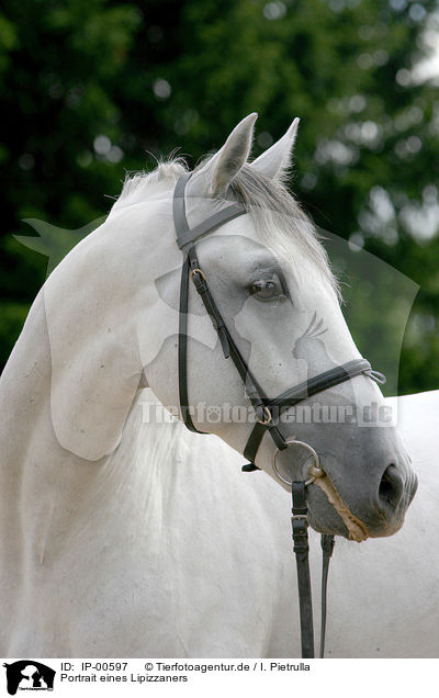 Portrait eines Lipizzaners / white horse / IP-00597