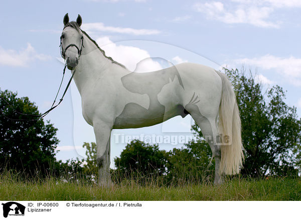 Lipizzaner / Lipizzaner / IP-00600