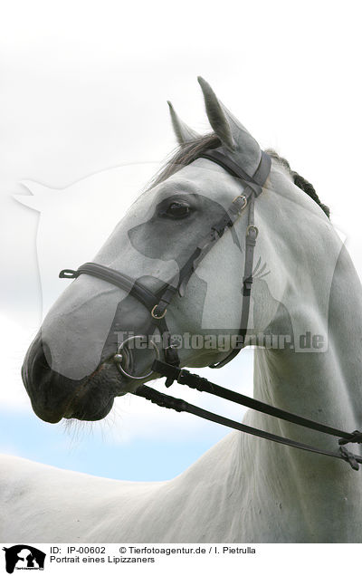 Portrait eines Lipizzaners / white horse / IP-00602