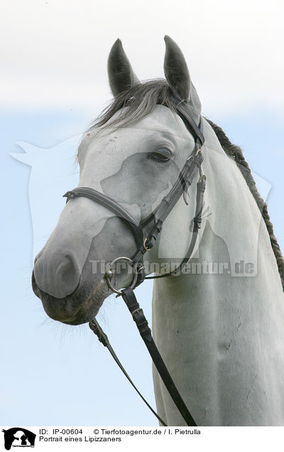 Portrait eines Lipizzaners / white horse / IP-00604