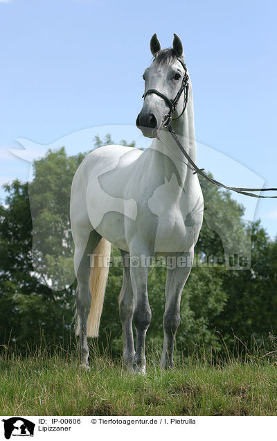 Lipizzaner / IP-00606