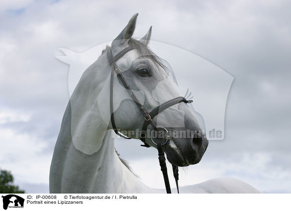 Portrait eines Lipizzaners / white horse / IP-00608