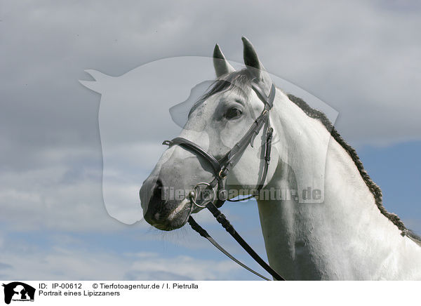 Portrait eines Lipizzaners / white horse / IP-00612