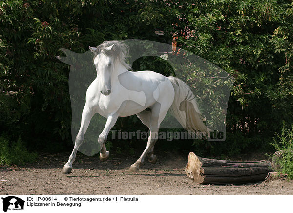 Lipizzaner in Bewegung / running white horse / IP-00614
