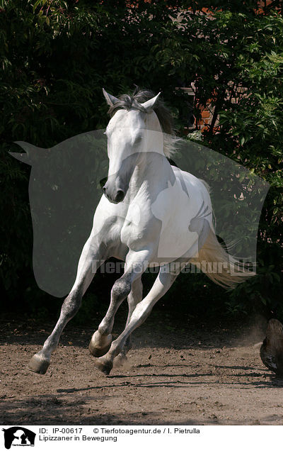 Lipizzaner in Bewegung / running white horse / IP-00617