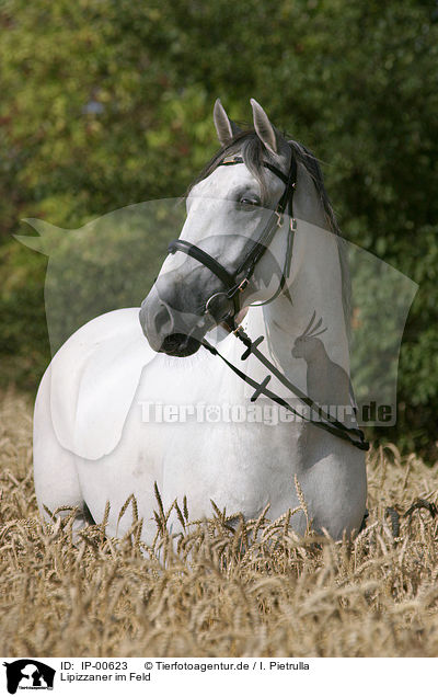 Lipizzaner im Feld / white horse / IP-00623