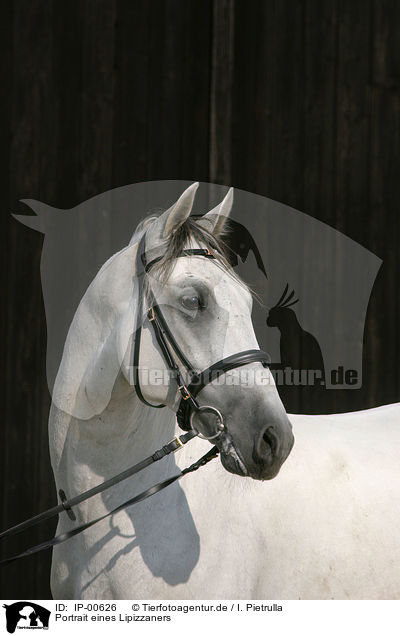 Portrait eines Lipizzaners / white horse / IP-00626